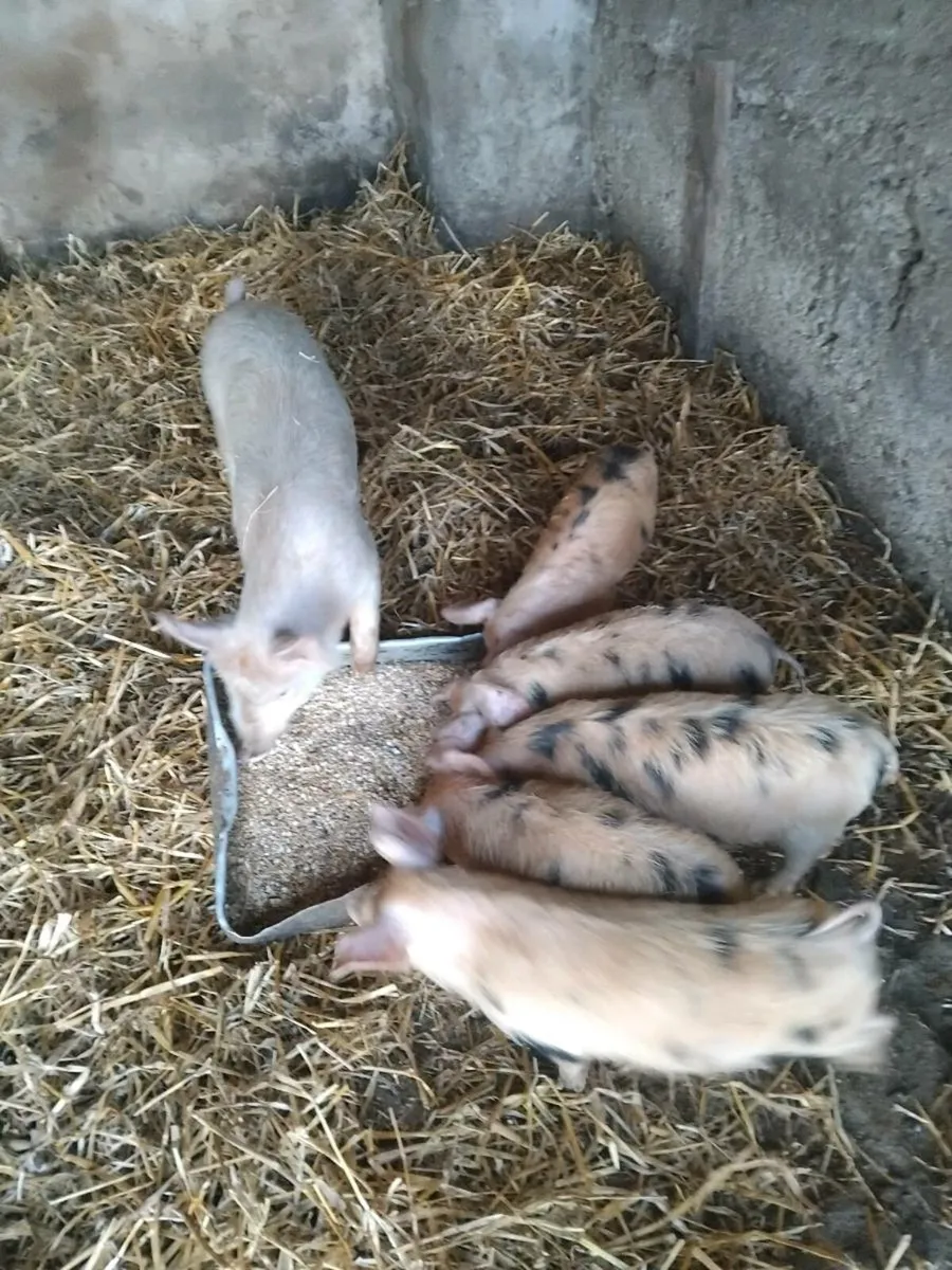 Piglets for sale - Image 2