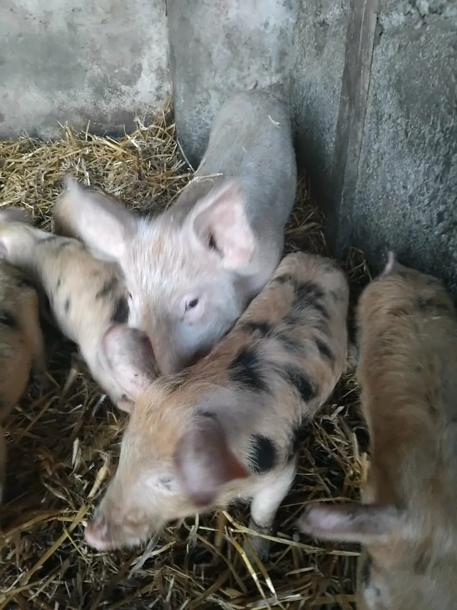 Piglets for sale - Image 3