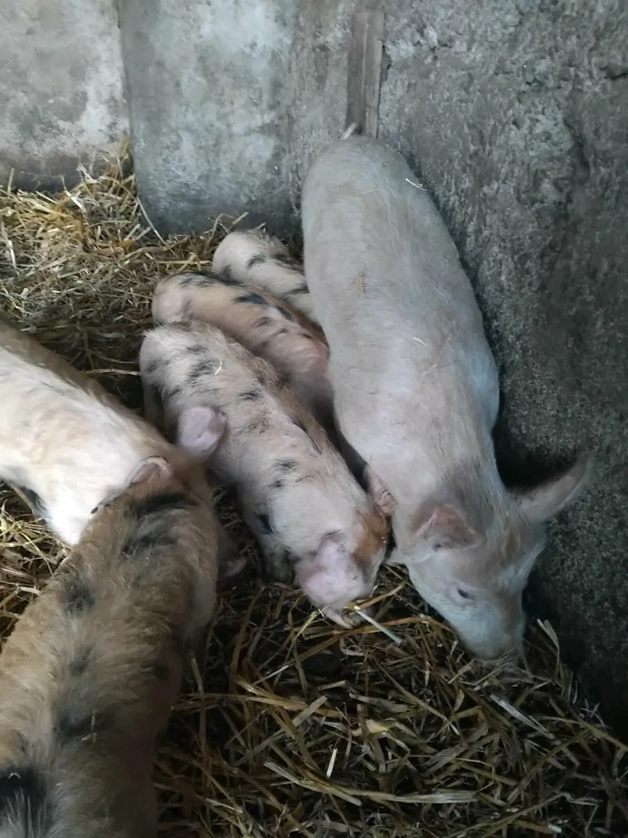 Piglets for sale - Image 4