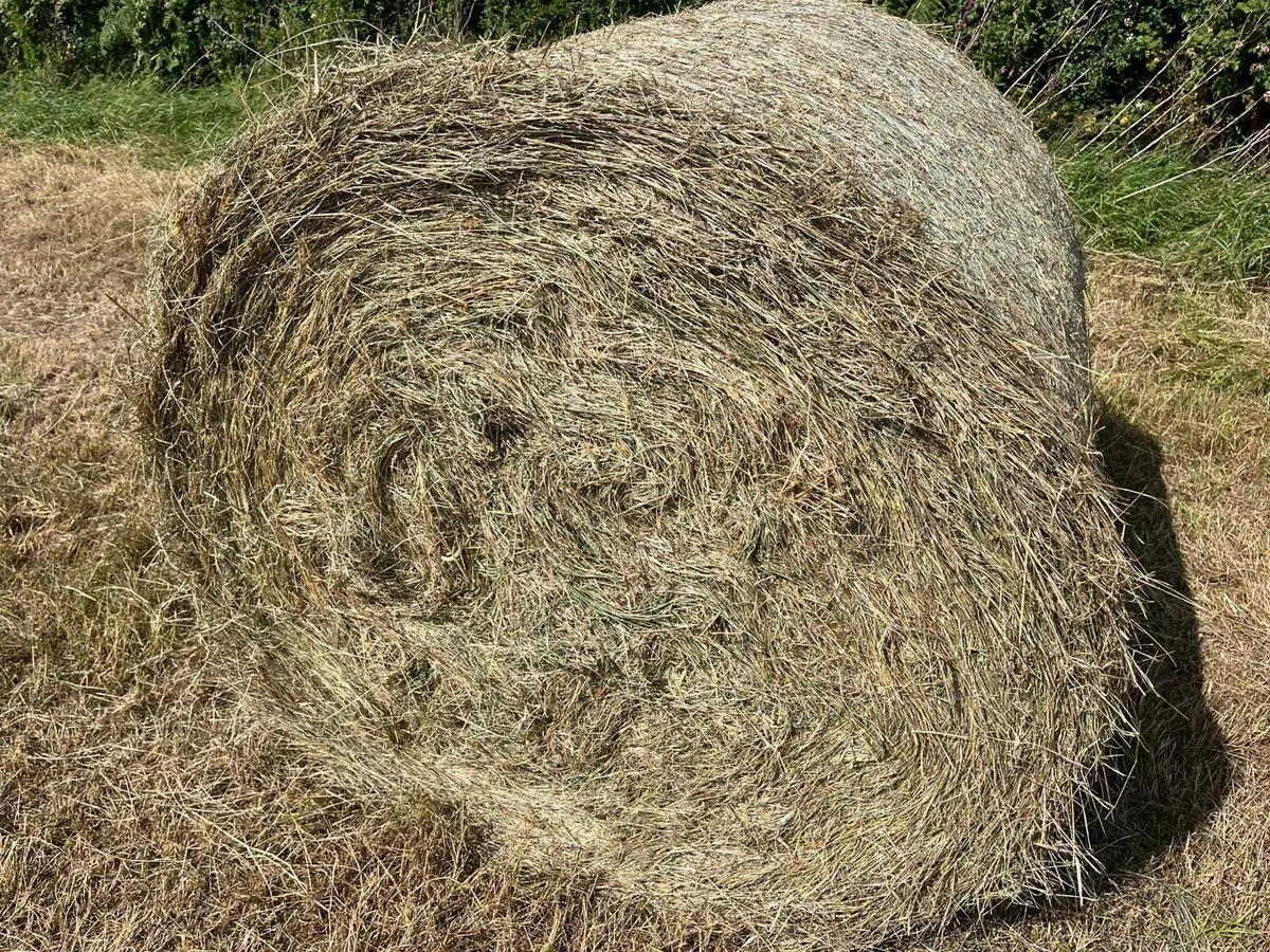 Silage + Hay - Image 1