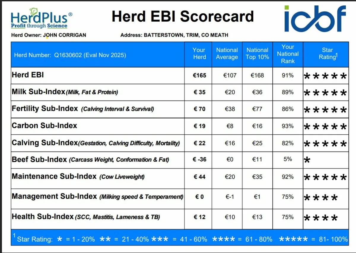 In-calf Heifers - Image 3