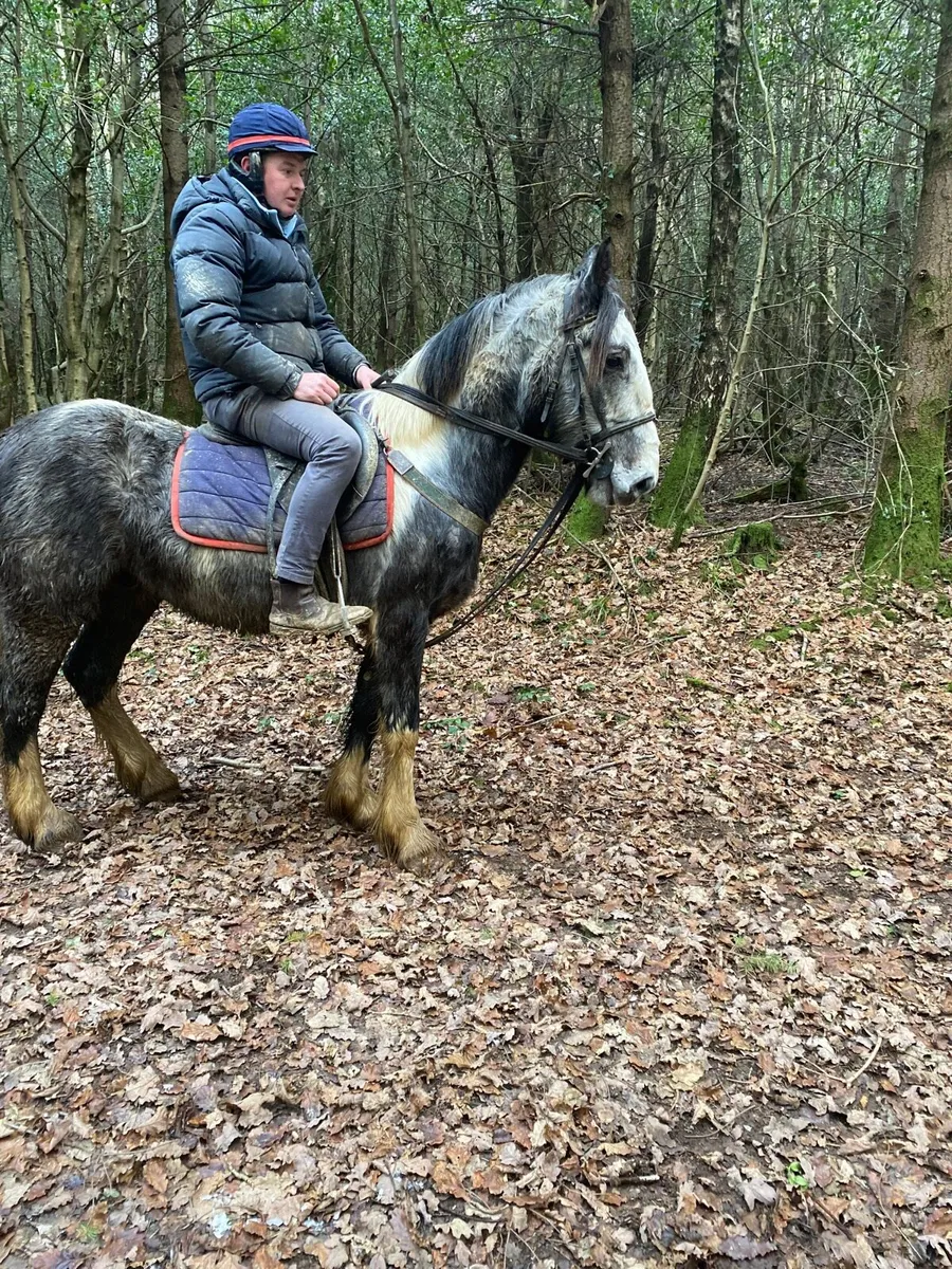 4 year old gelding - Image 1