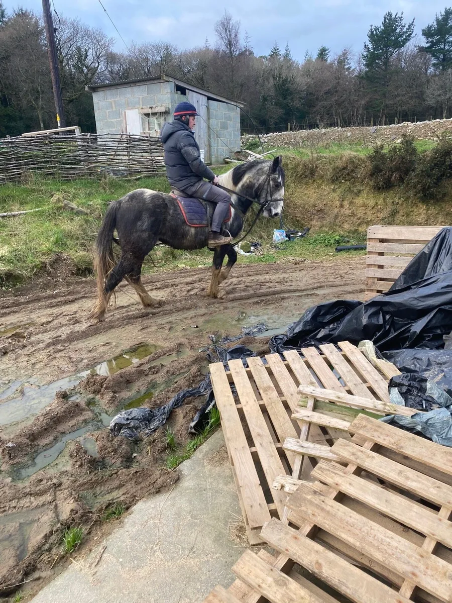 4 year old gelding - Image 2