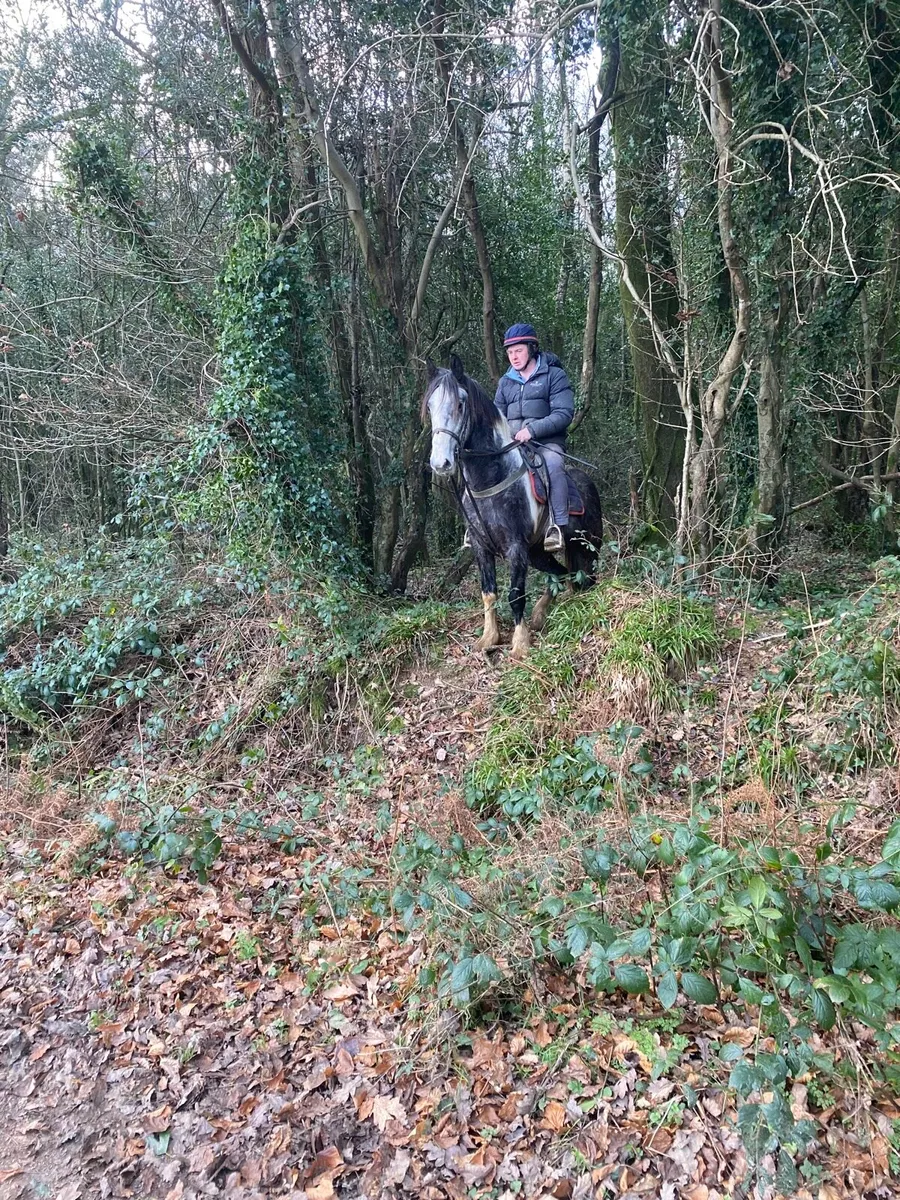 4 year old gelding - Image 3