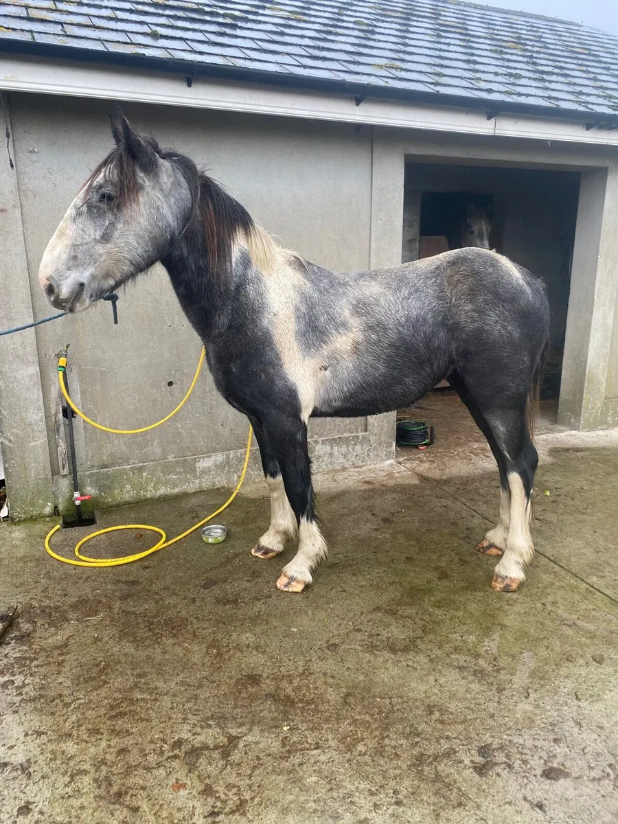 4 year old gelding - Image 4