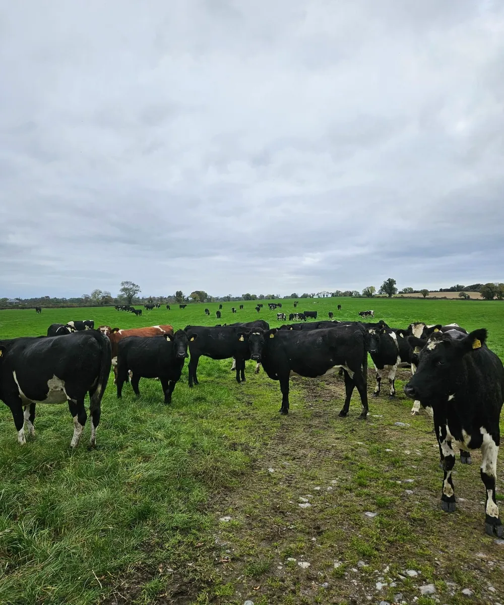 In-calf Heifers - Image 2
