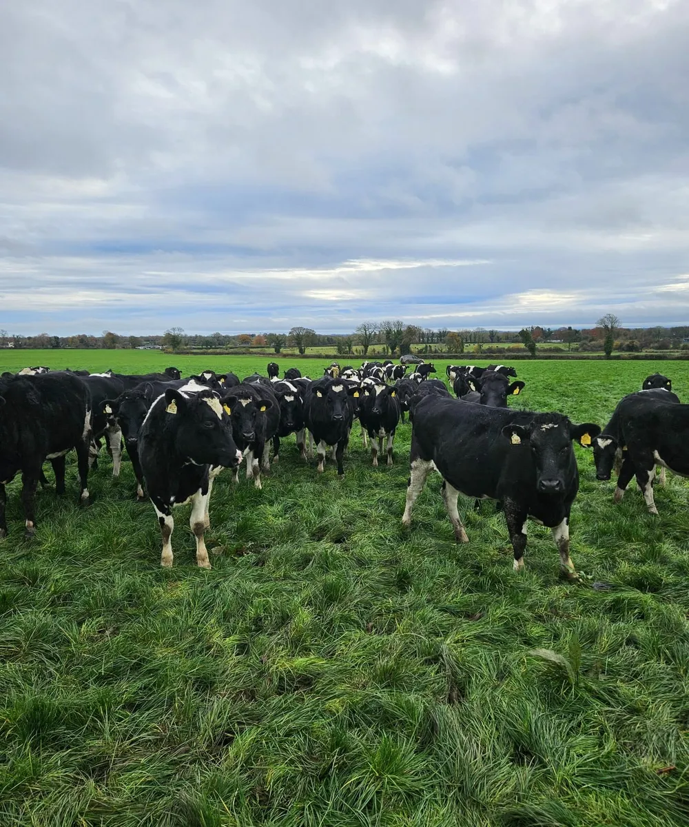 In-calf Heifers - Image 1