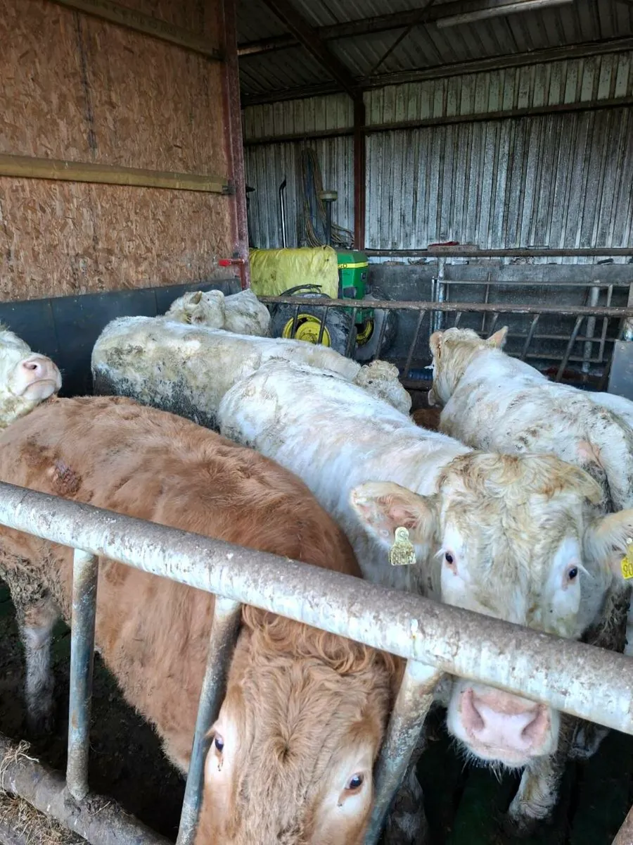 U grade charolais bullocks - Image 1