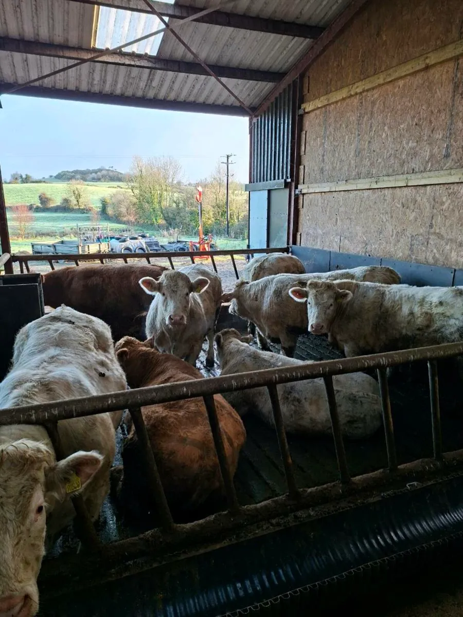 U grade charolais bullocks - Image 2