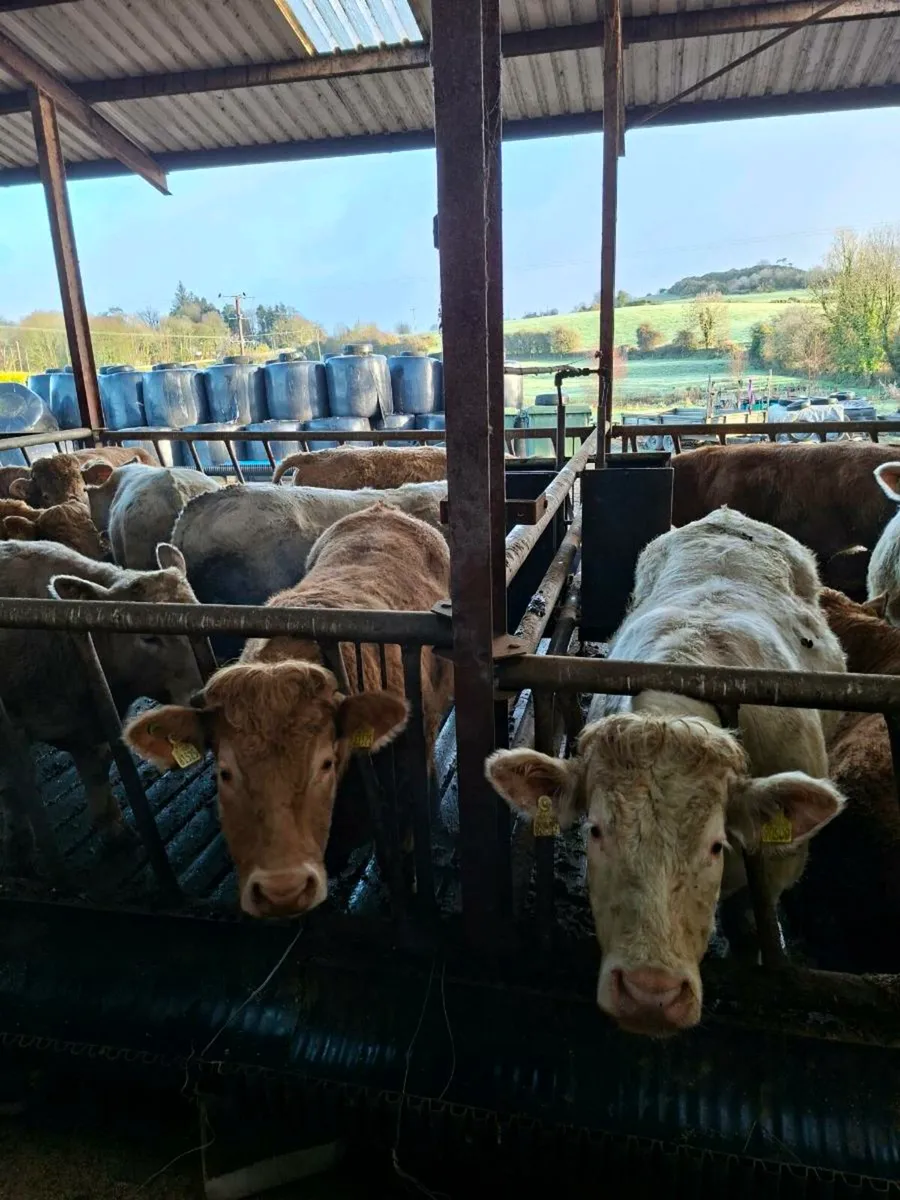 U grade charolais bullocks - Image 3