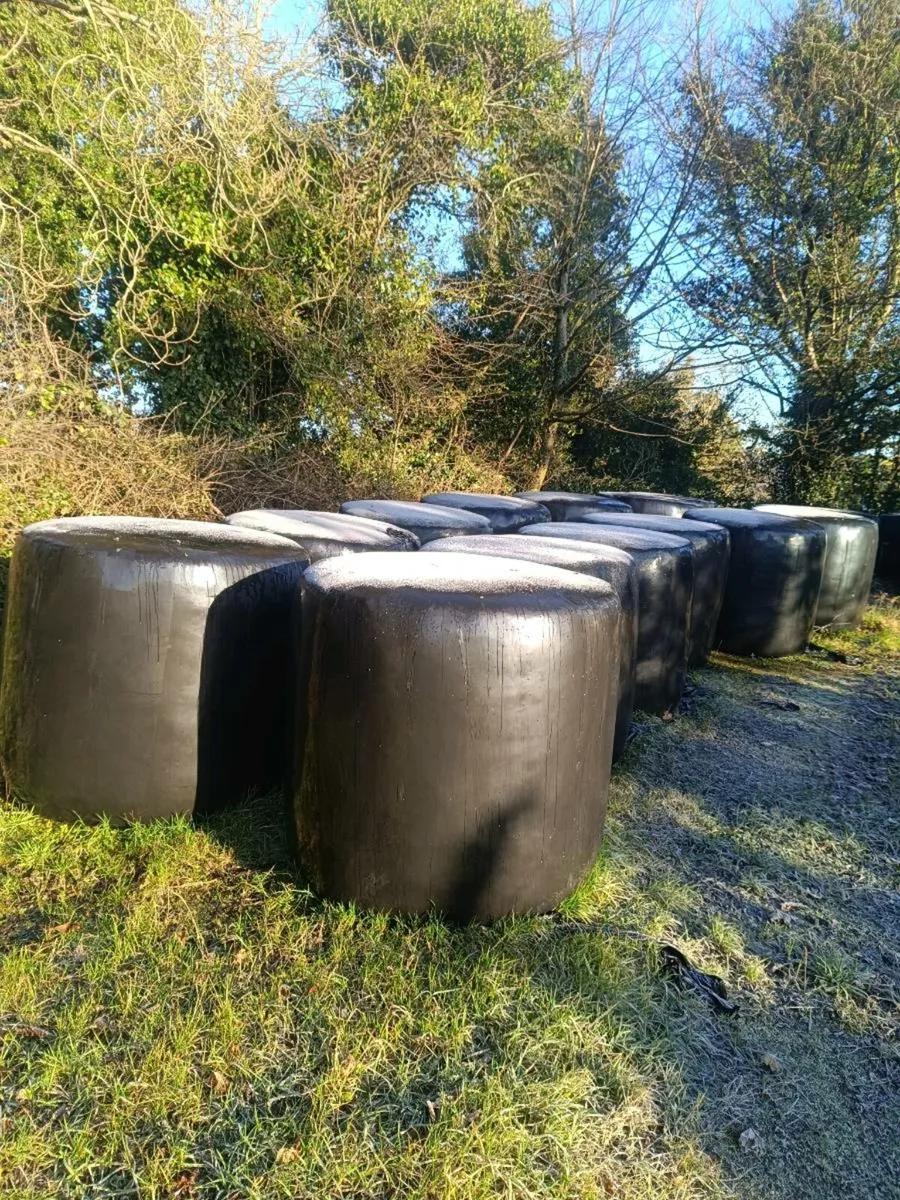 Silage 42 bales - Image 1