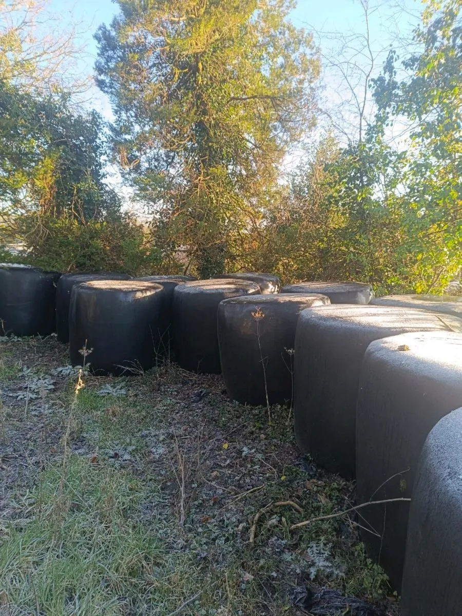 Silage 42 bales - Image 3