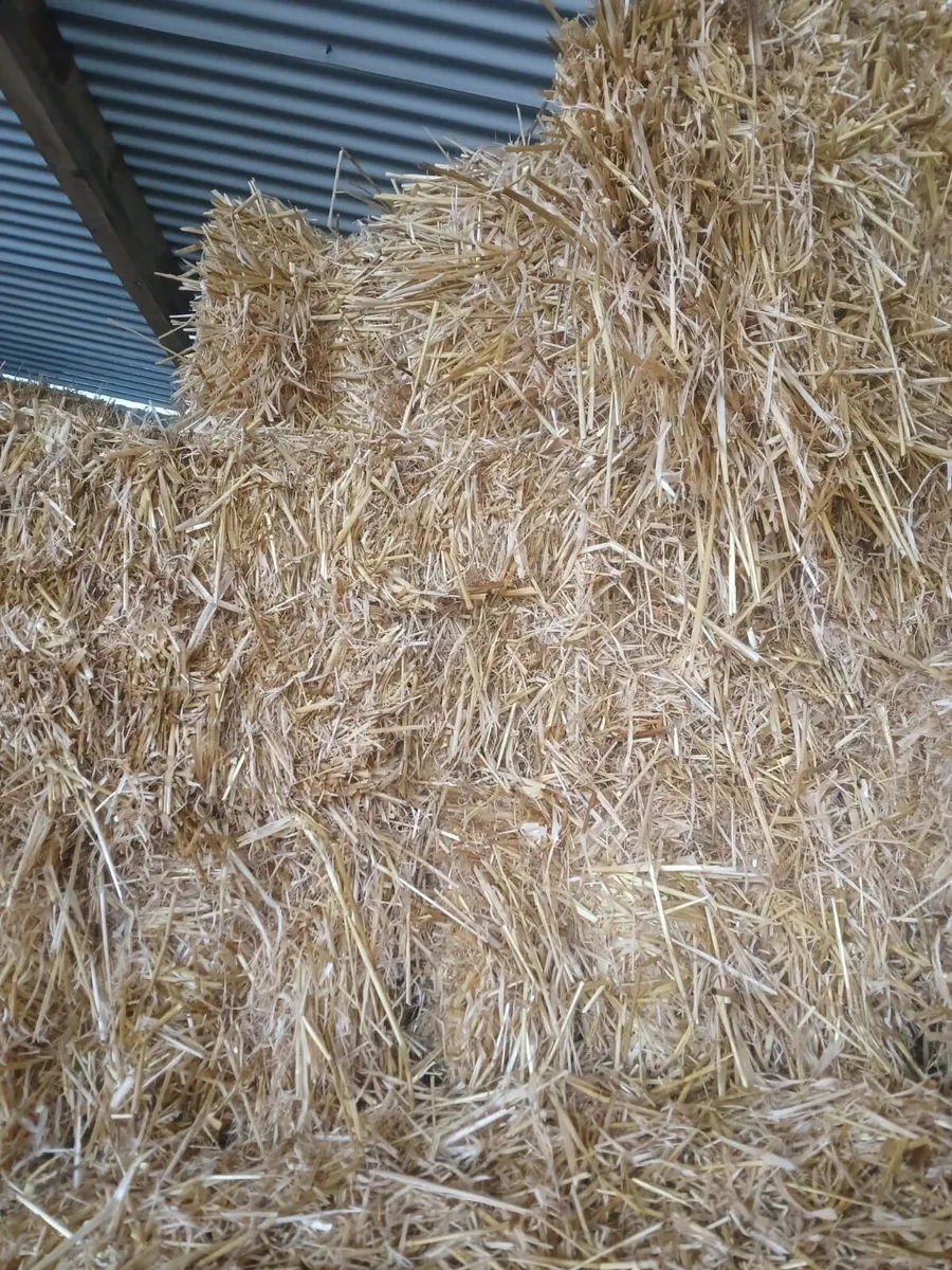 Small square bales barley straw - Image 1