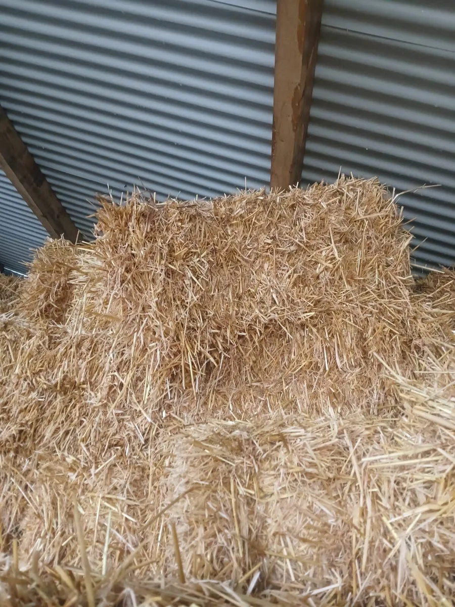 Small square bales barley straw - Image 2