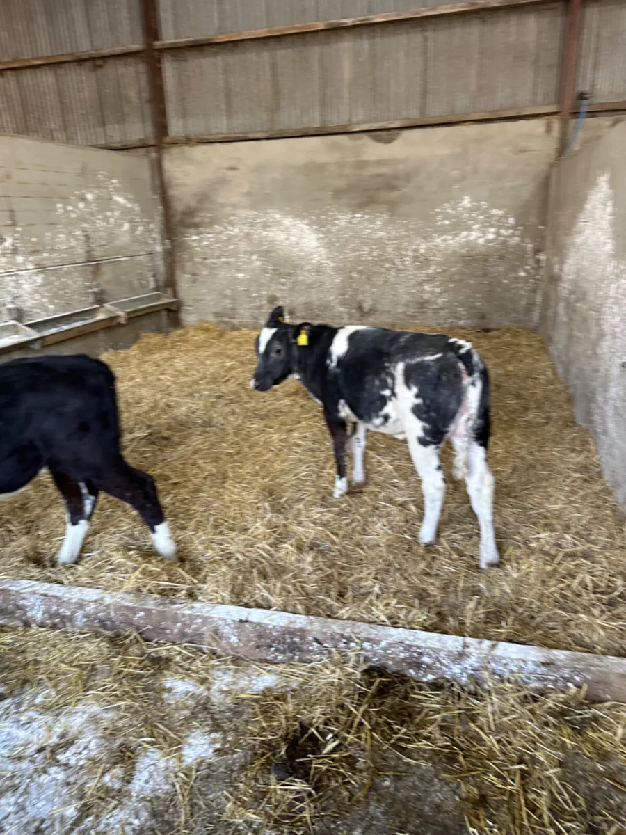 Blue heifers - Image 4