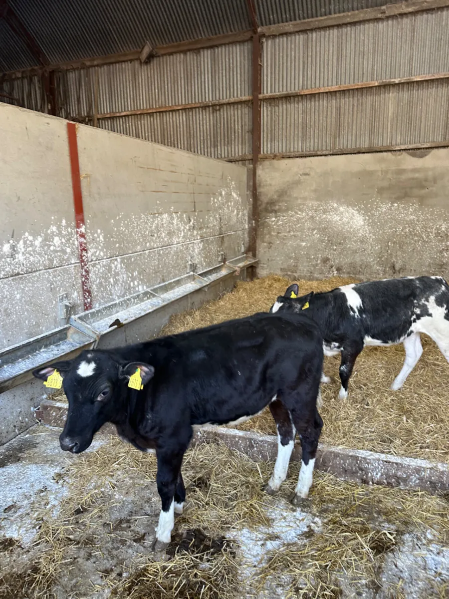 Blue heifers - Image 3