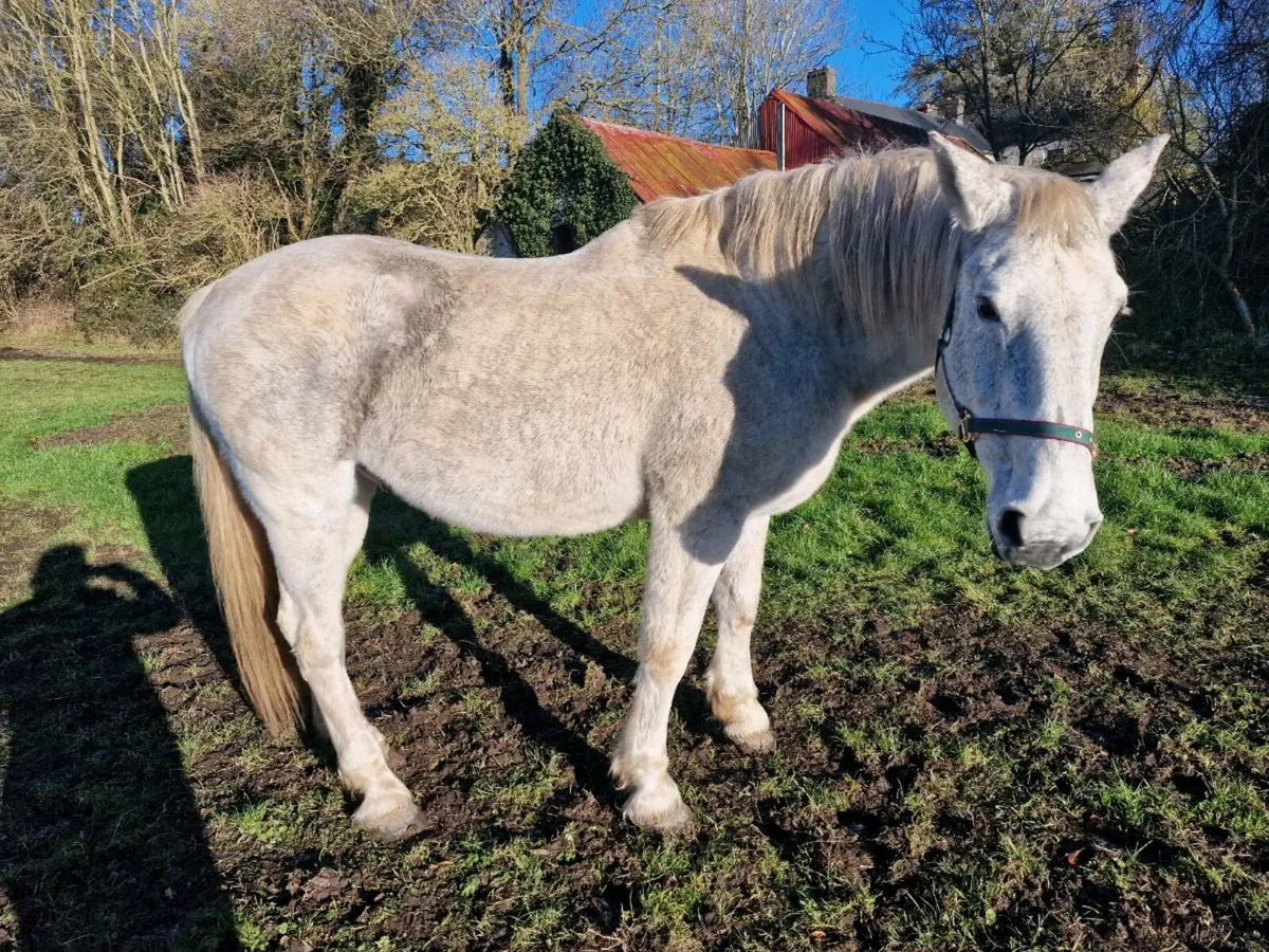 Irish Draught Stallion - Image 1