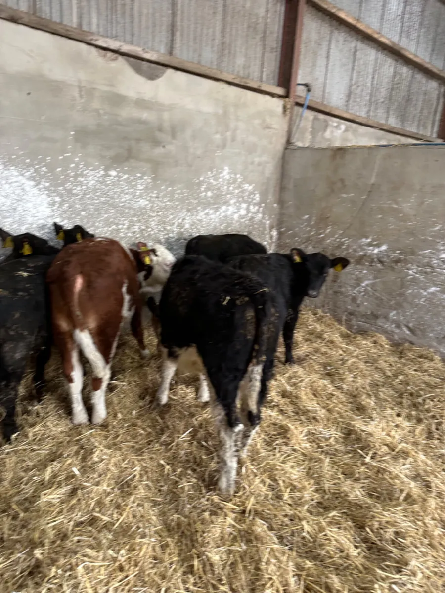 Angus and Hereford heifers - Image 4