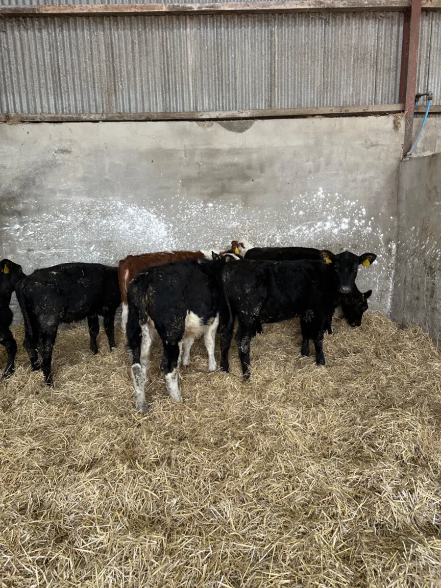 Angus and Hereford heifers - Image 2