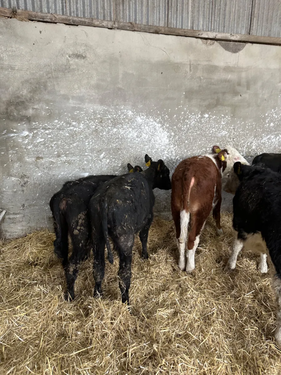 Angus and Hereford heifers - Image 3