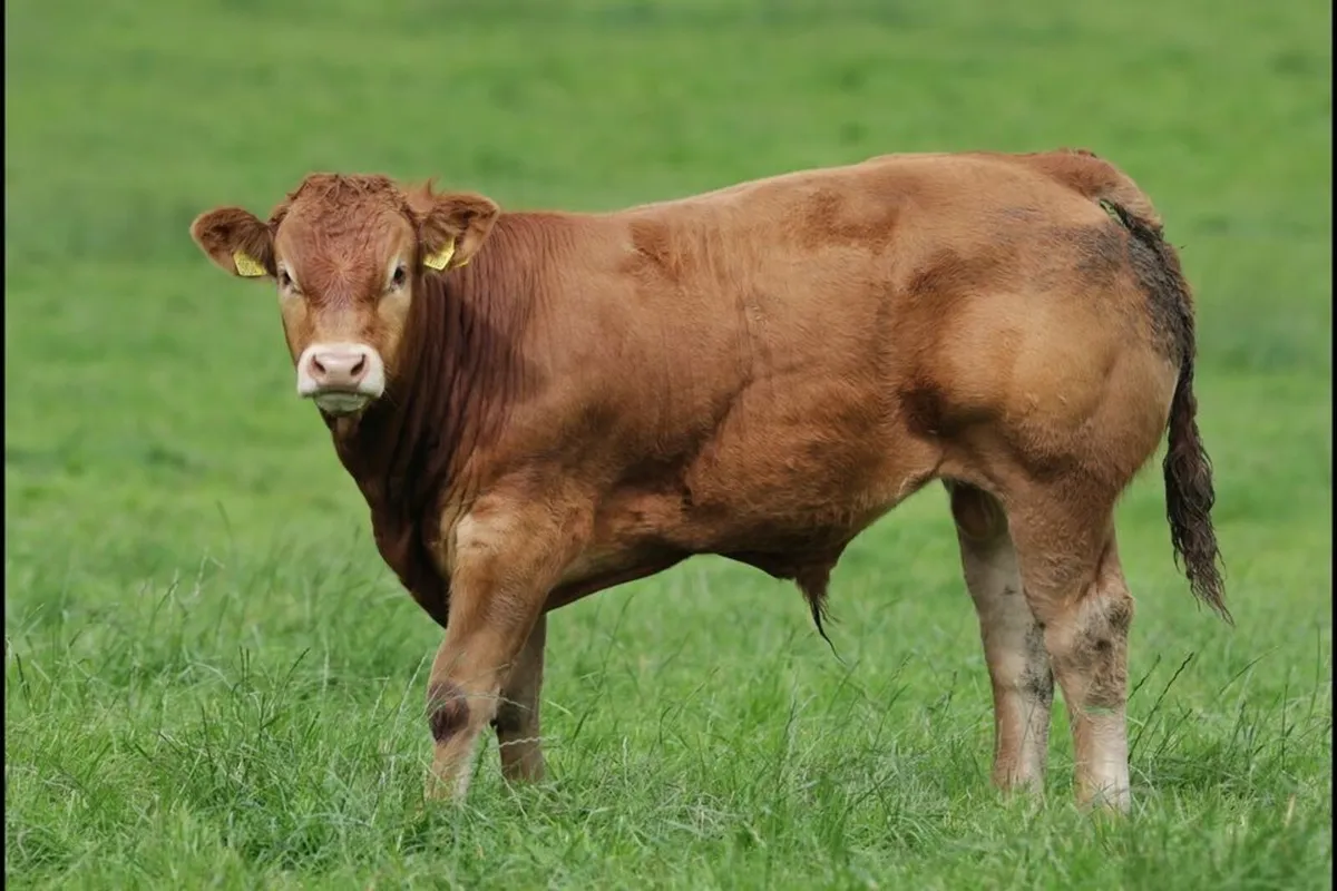 💥Wanted- Bulls & Bullocks 💥 - Image 1