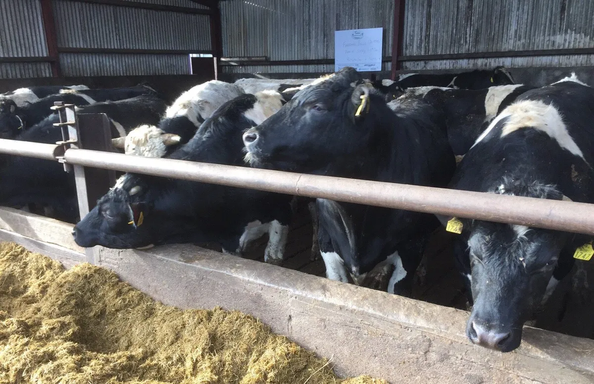 💥Wanted- Bulls & Bullocks 💥 - Image 2