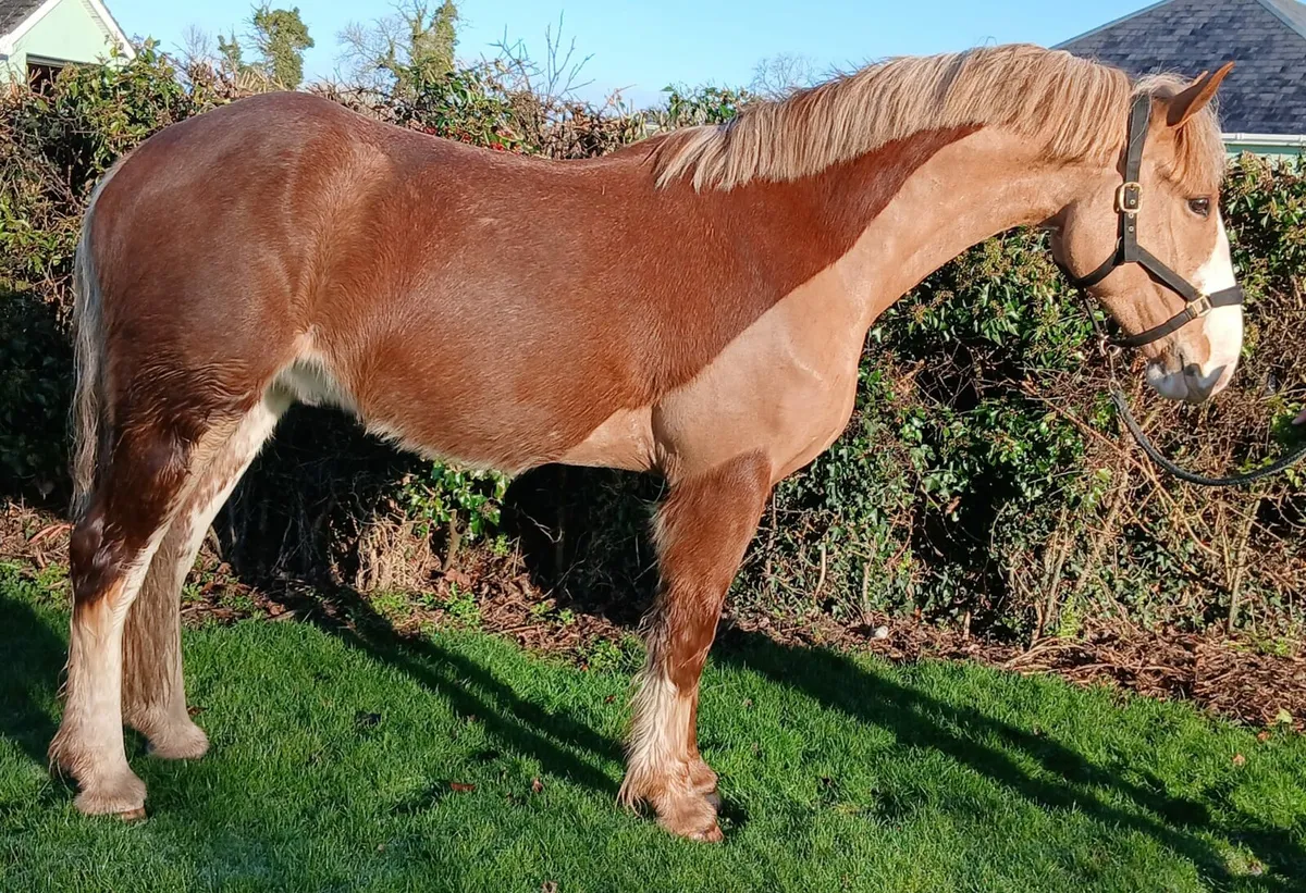 16hh 4 year old gelding - Image 1