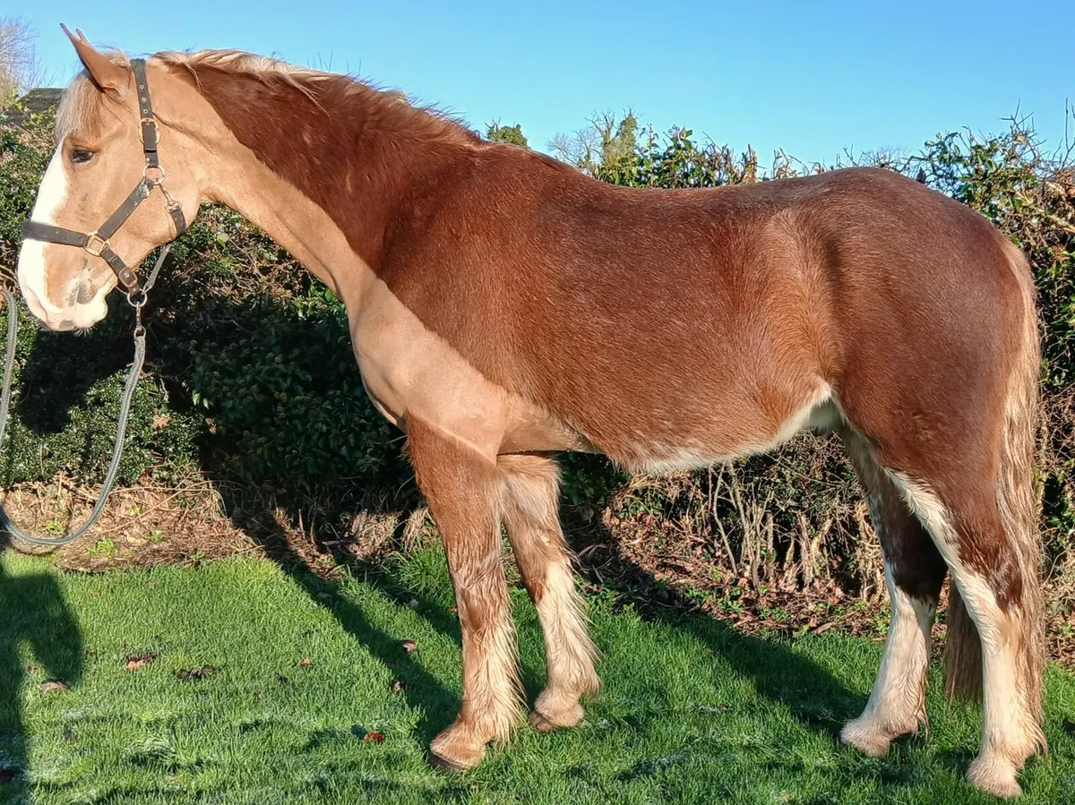 16hh 4 year old gelding - Image 2