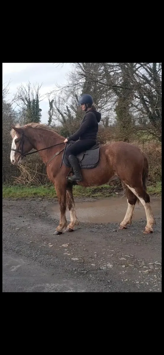 16hh 4 year old gelding - Image 3