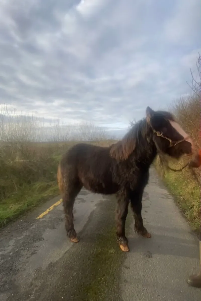 Filly foal - Image 1