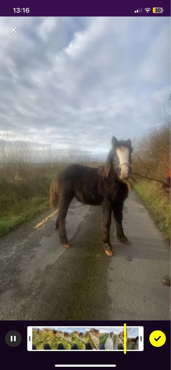 Filly foal - Image 3