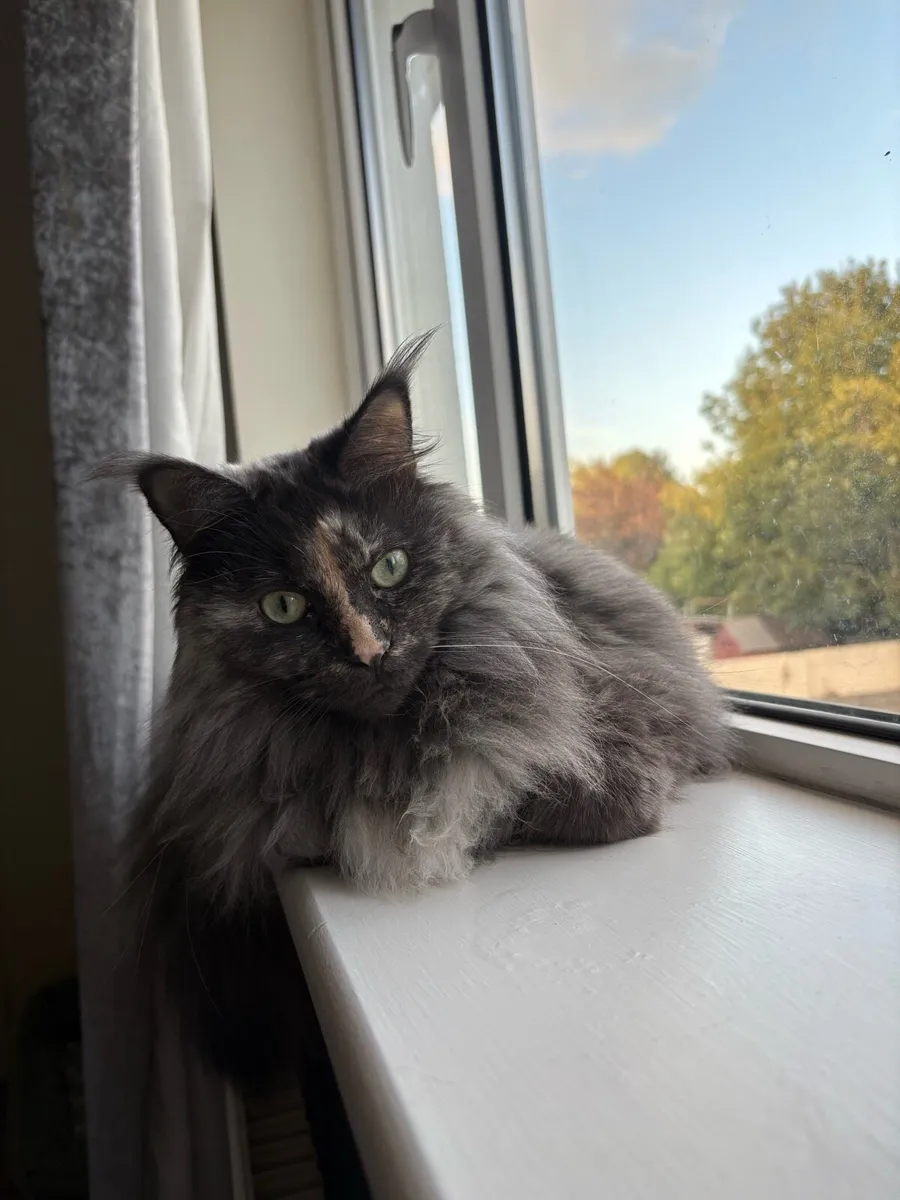 Maine coon girl - Image 1