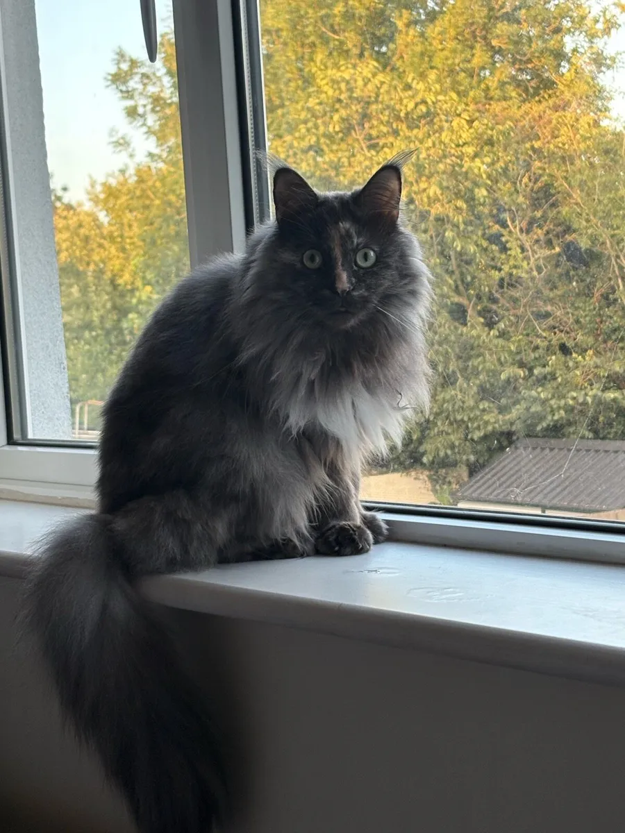 Maine coon girl - Image 2