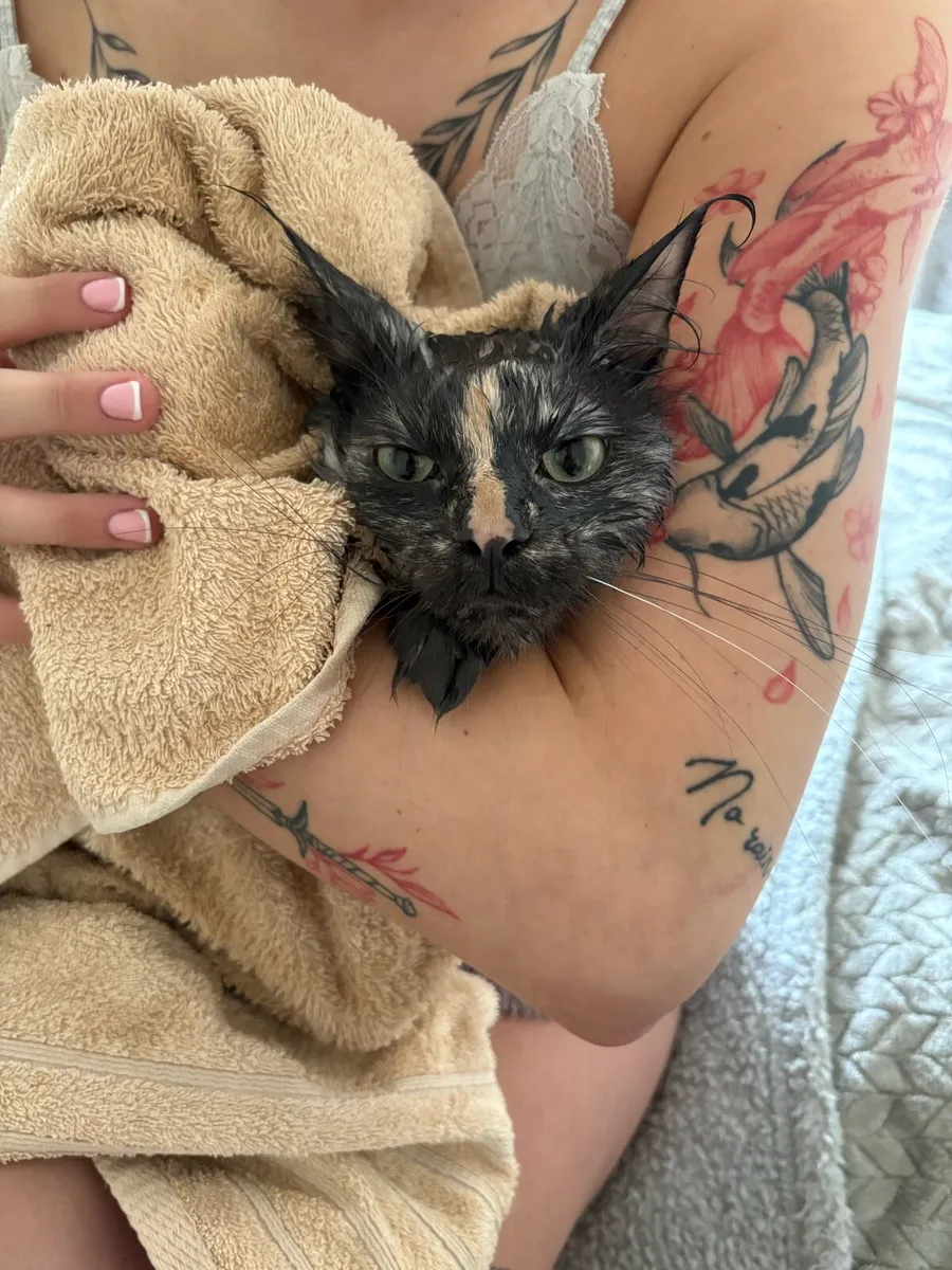 Maine coon girl - Image 3