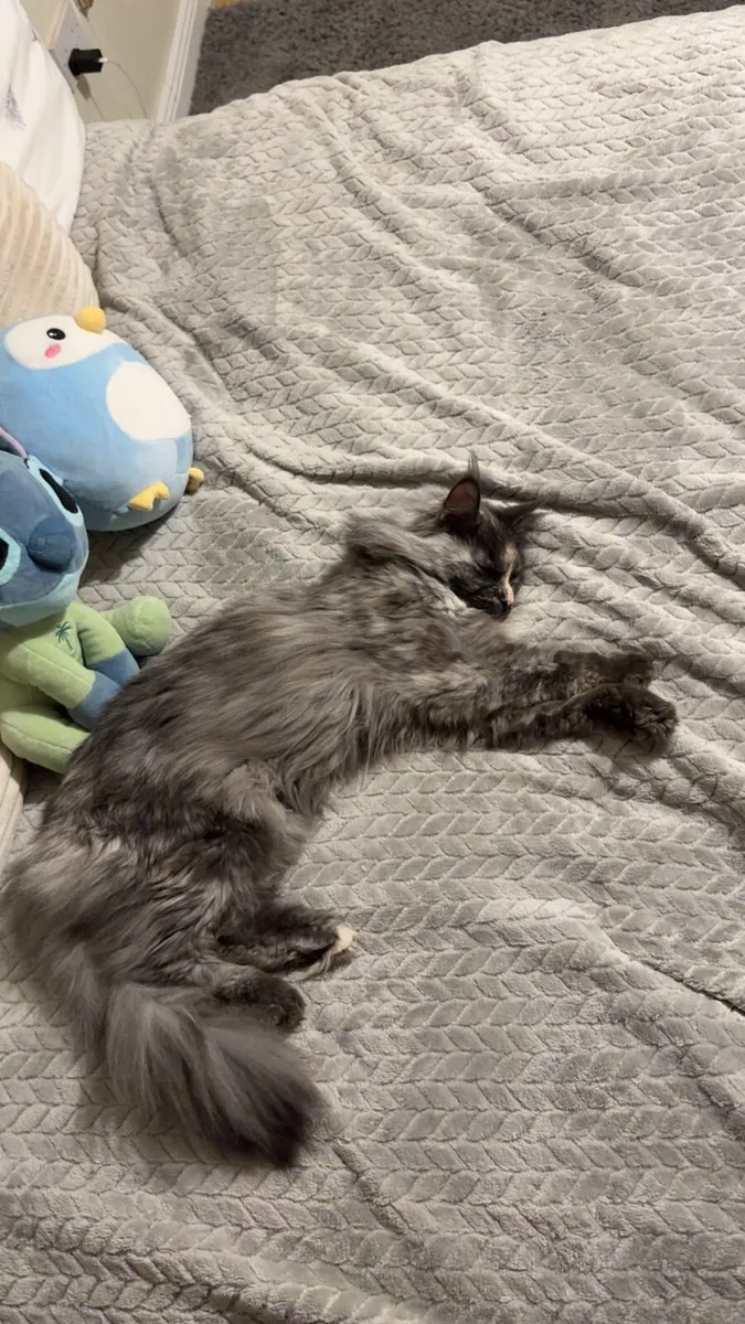 Maine coon girl - Image 4