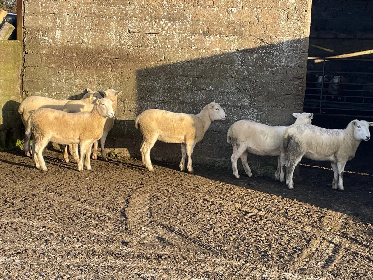 Easycare ewe lambs - Image 1