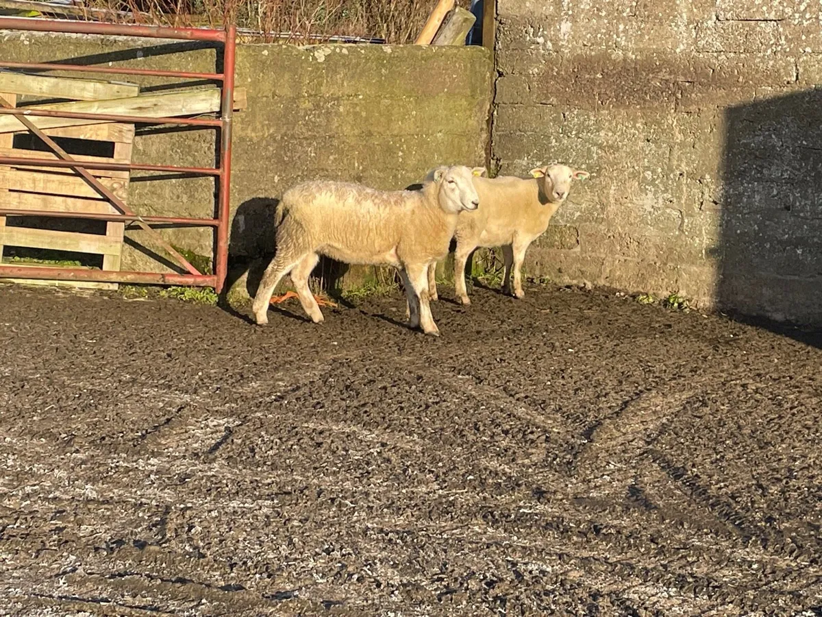 Easycare ewe lambs - Image 2