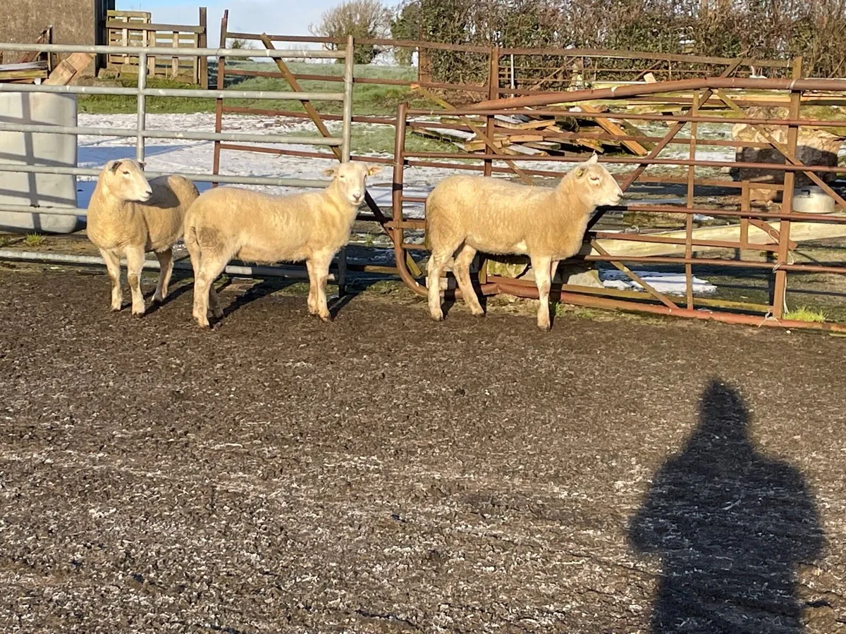 Easycare ewe lambs - Image 3