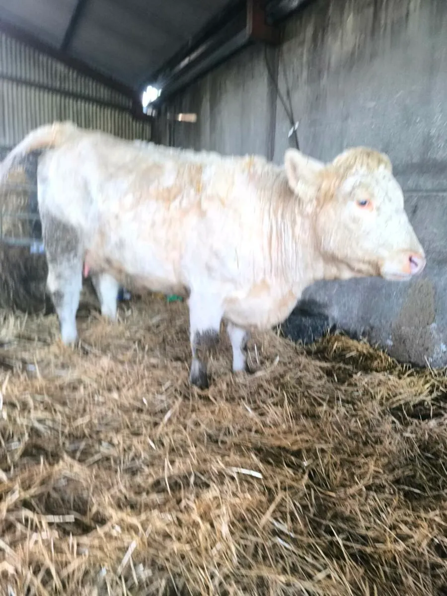 Charolais Heifer - Image 2