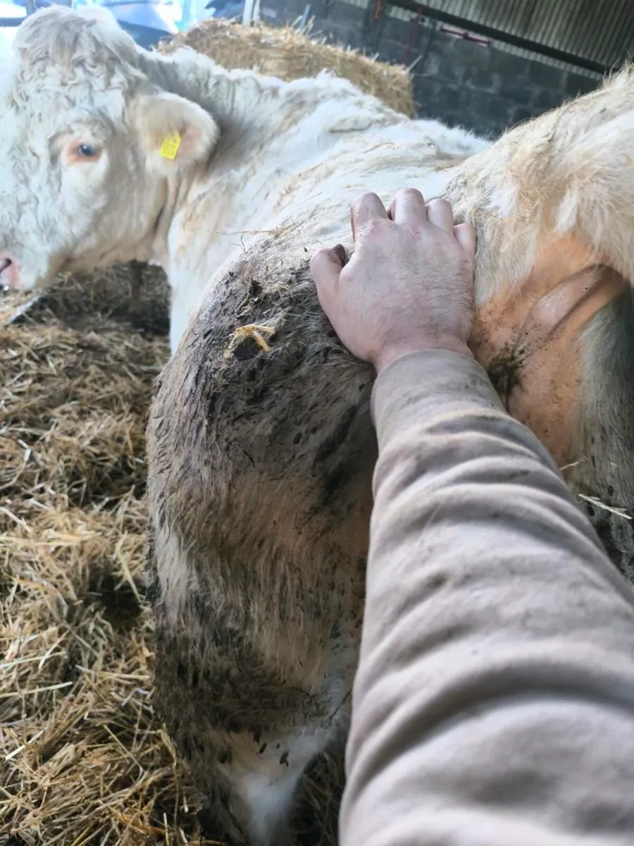 Charolais Heifer - Image 3