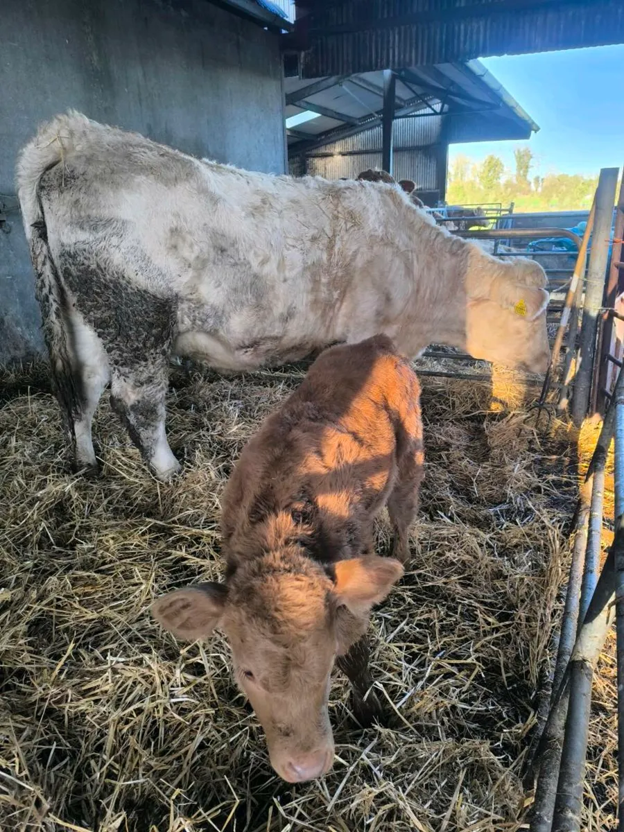 Charolais Heifer - Image 4