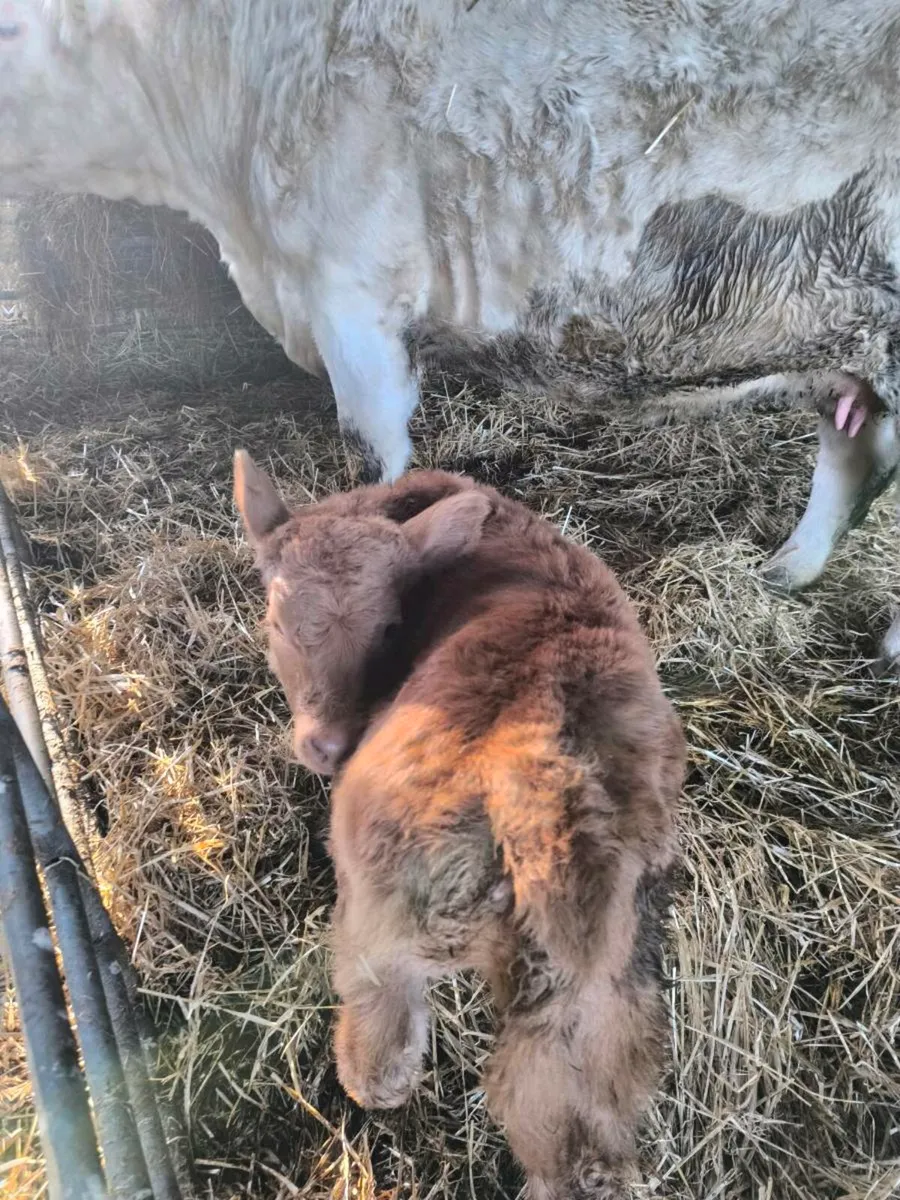 Charolais Heifer - Image 1
