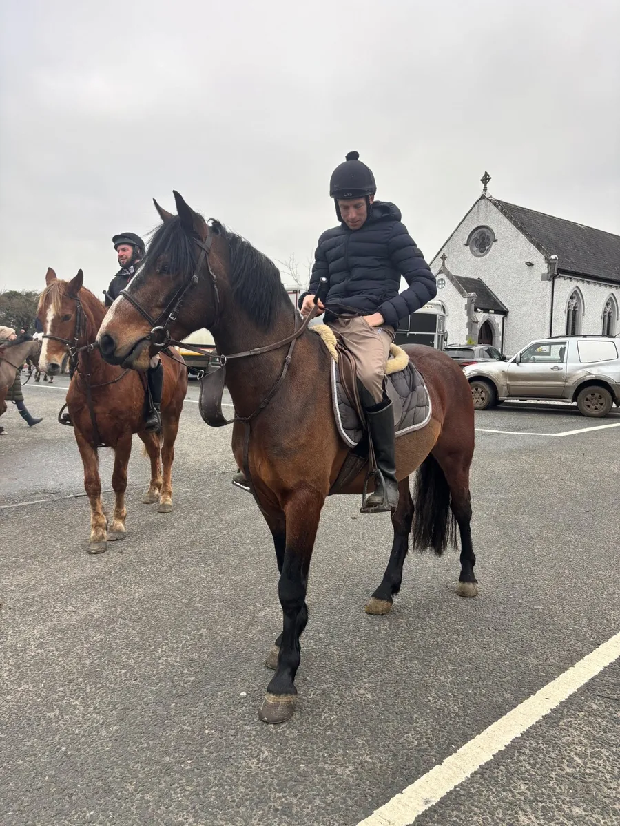 Family Pony Connemara gelding 14.1hh - Image 1