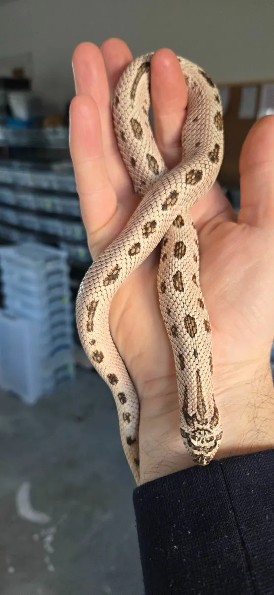 Hognose Snakes - Image 1