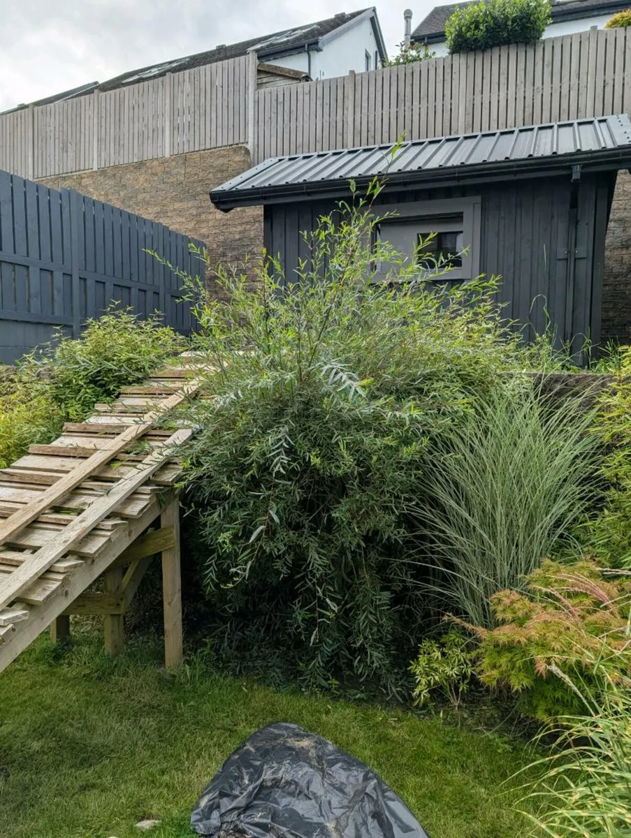 Salix Purpurea Pendula - Image 1