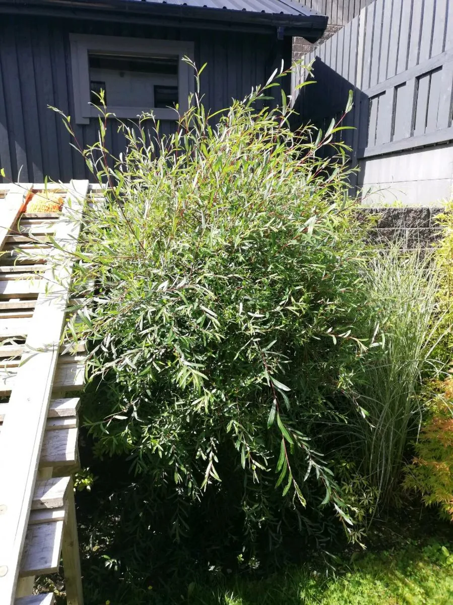 Salix Purpurea Pendula - Image 2