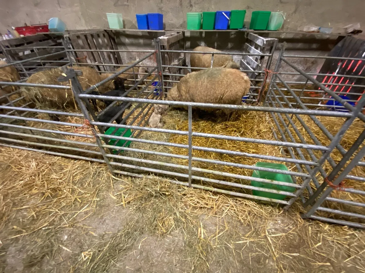 Lambing pen/ multipurpose buckets - Image 4