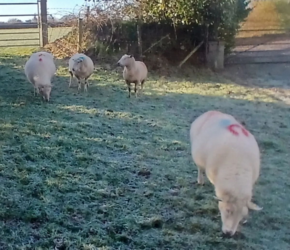 Inlamb ewes - Image 1