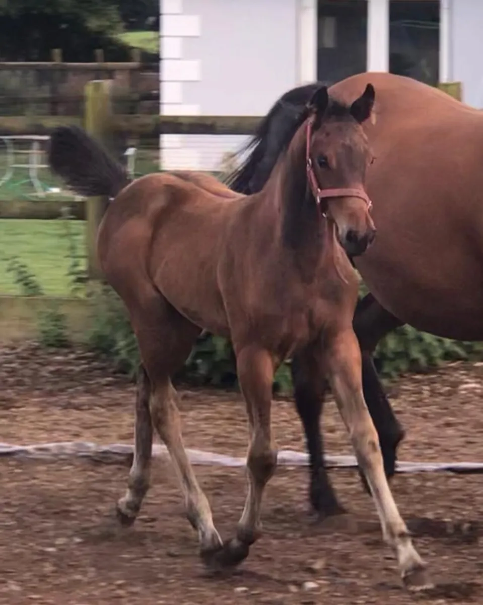 Olympic bred showjumping in foal broodmare - Image 2