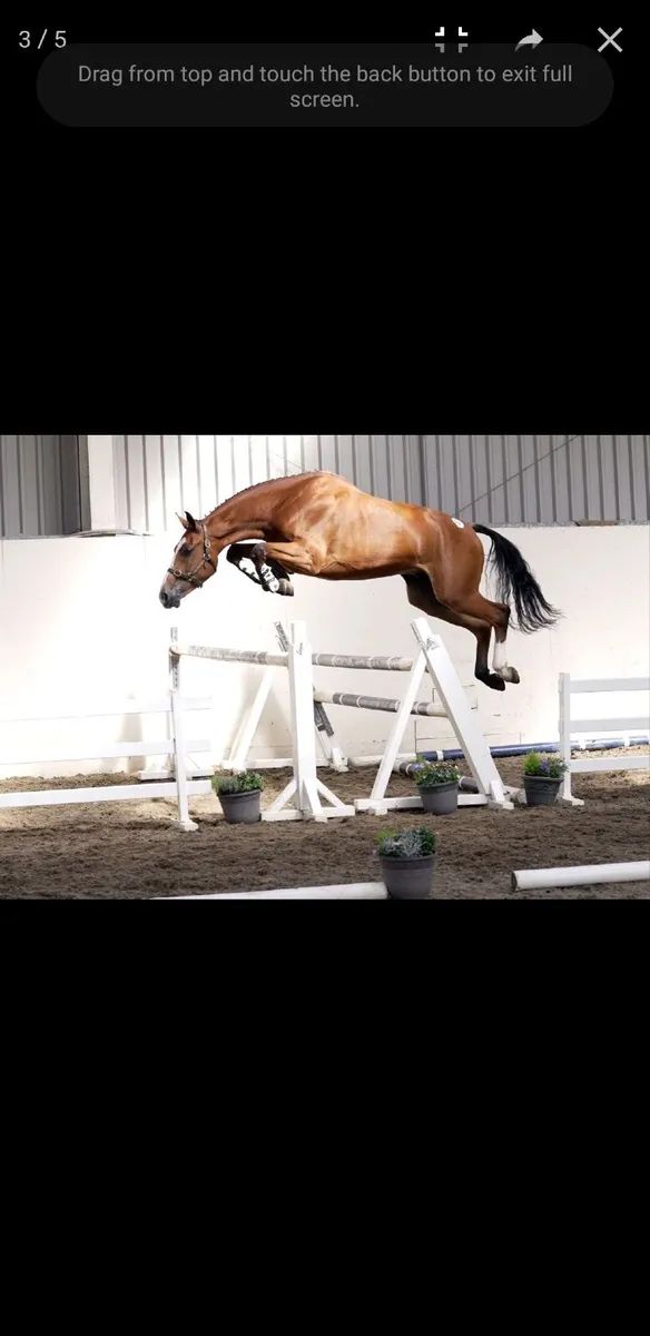 Olympic bred showjumping in foal broodmare - Image 3